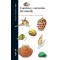 Conchas y caracolas del mundo