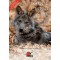 Lo que el lobo sabe. Ecoetología y conservación del lobo